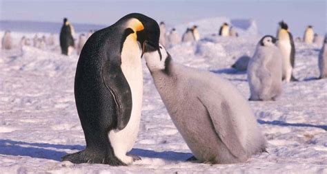 Penguins Have Pretty Bad Taste, Genetic Study Shows