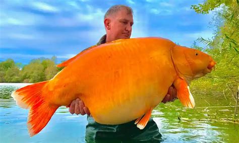 Angler lands one of world’s largest goldfish aka The Carrot in French lake (30kg) : r/AbsoluteUnits