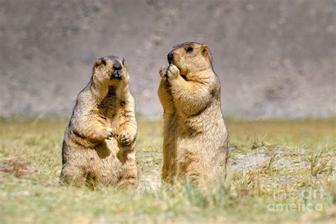 Himalayan marmots pair standing in open grassland Ladakh India ...