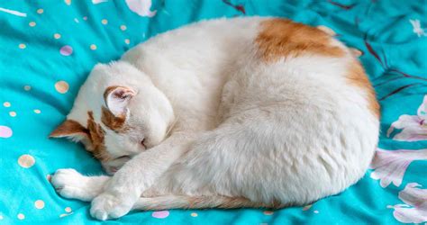 Cat Sleeping Positions: What Do They Mean? - We Love Cats and Kittens