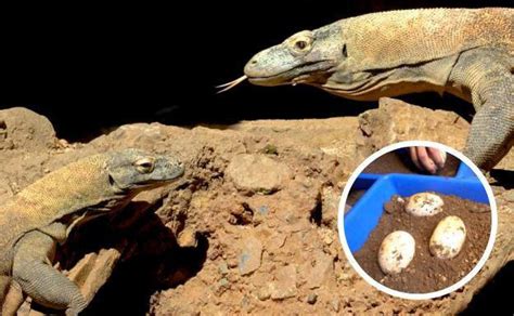 Ora, the female Komodo dragon at Bioparc Fuengirola, has laid 12 eggs ...