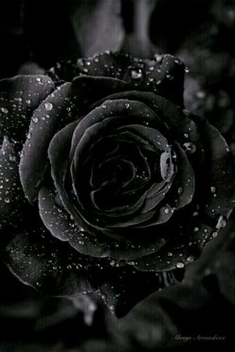 Pic on Twitter in 2020 | Black rose, Rose, Black aesthetic