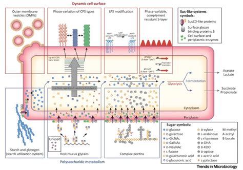 Bacteroides thetaiotaomicron: Trends in Microbiology