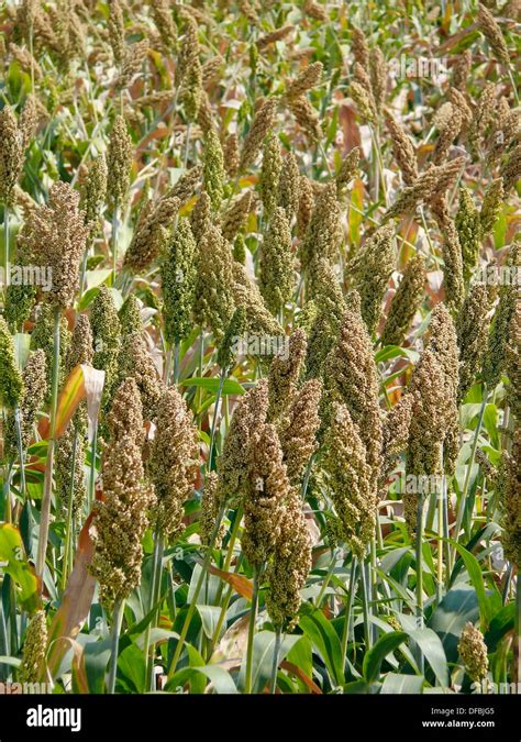 Farm of jawar crop hi-res stock photography and images - Alamy