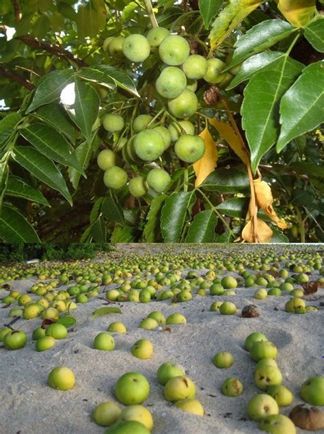 Manchineel Tree is the most poisonous plant on earth. | Deadly plants, Poisonous plants, Witch ...