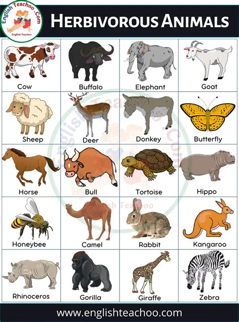 50 Herbivorous Animals Name List and Examples - EnglishTeachoo