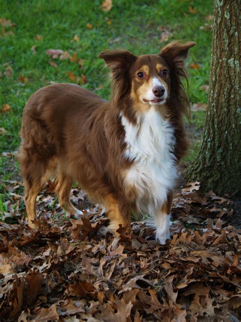 Roki - our tri mini red Australian shepherd | Red australian shepherd, Australian shepherd, Corgi