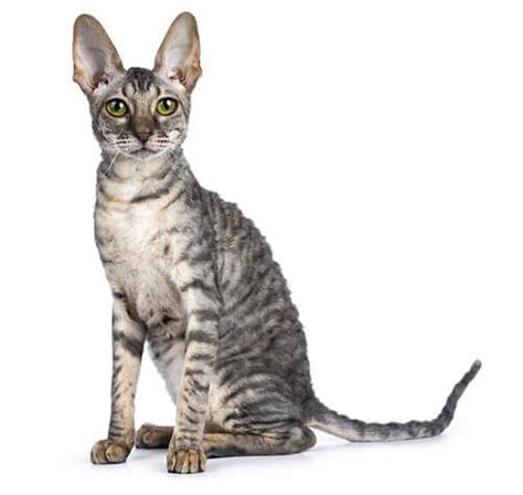 Cornish Rex Cat Breed Information | Purina