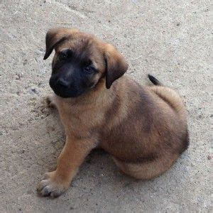 Boerboel Mix Boerboel Cross German Shepherd Puppies - Pets Lovers