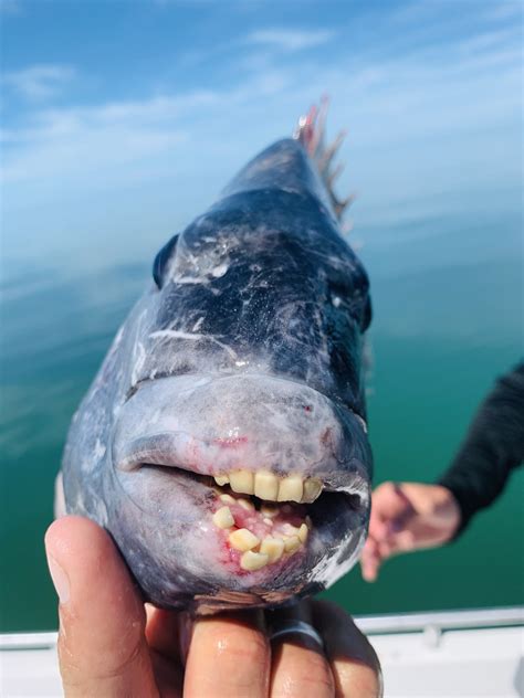 Feeling Sheepish - Sheepshead Fishing in Crystal River