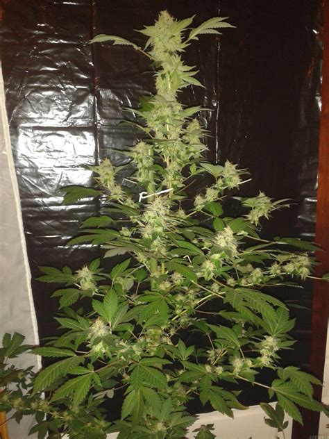 Strain-Gallery: Fruity Chronic Juice (Delicious Seeds) PIC #16021586583185408 by IBT Genetics Seeds