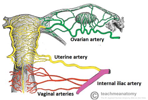 Uterine Rupture - Risk Factors - Management - Surgery - TeachMeObGyn