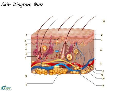 Skin Diagram Labeled