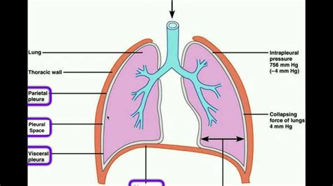 Anatomy | Body Cavities & Serous Membranes | Serous membrane, Membrane ...