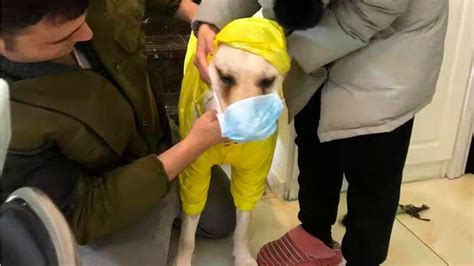 Coronavirus: Face masks for dogs are in demand