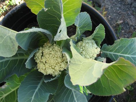 Growing Cauliflower in a Container - Homesteader DepotHomesteader Depot