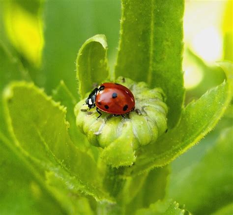 "Macro Ladybug on Garden Plant" by Amy McDaniel | Redbubble