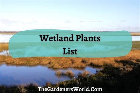 Wetland Plants List: A Guide To The Flora Of Wetlands - The Gardeners World