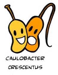 Adopt A Microbe: Caulobacter crescentus