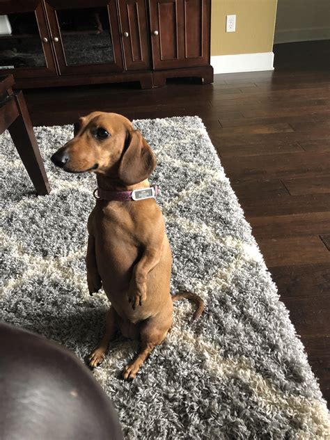 My Weiner does tricks : r/Dogtraining