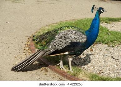 Peacock Stock Photo 47823265 | Shutterstock