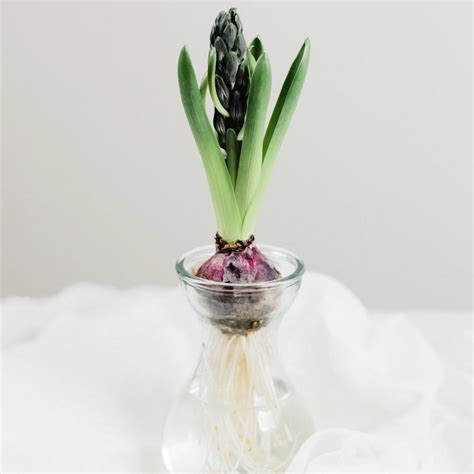 Hyacinth Flower Guide - Facts About Hyacinths | Interflora