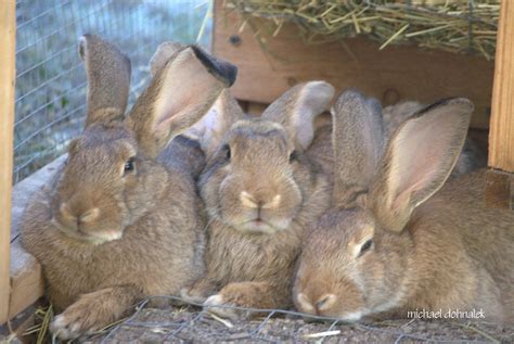 Bunday Bruisers – CUTETROPOLIS