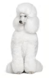 Standard Poodle vs Miniature Poodle: Breed Comparison