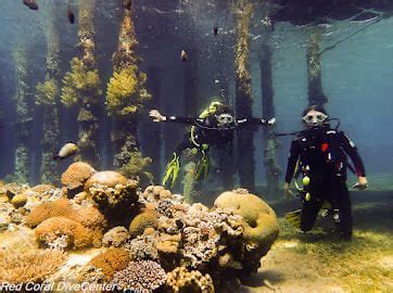 Diving In Aqaba: Guide To Your Underwater Adventure In Jordan's Red Sea ...