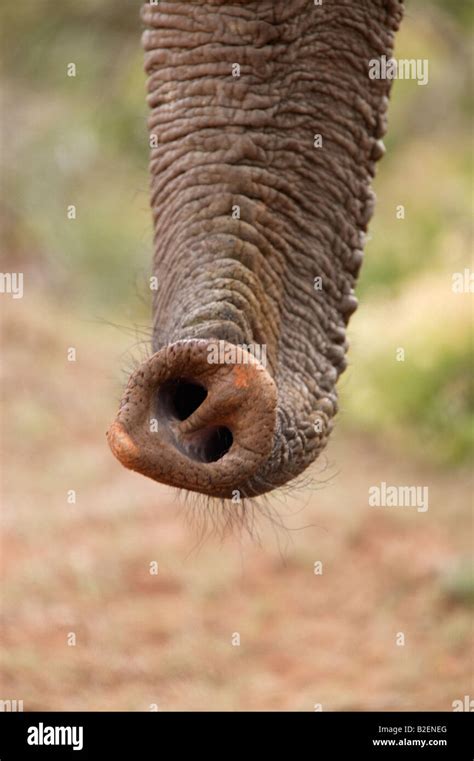 Close up of the nostril holes on the tip of an African elephant trunk ...