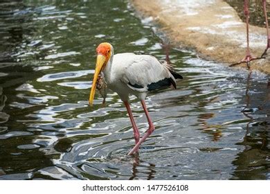 Flamingo Eating Images, Stock Photos & Vectors | Shutterstock