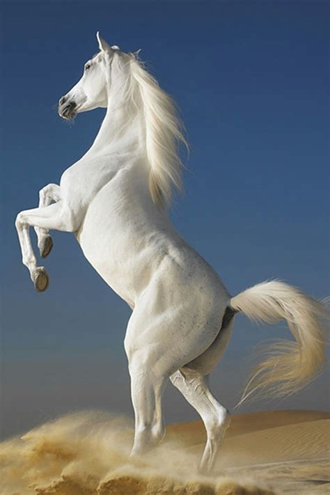 🔥 [40+] Horse Wallpapers for iPhone | WallpaperSafari