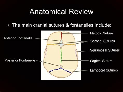 Cranial sutures. Check out Nurses Rock! on Facebook for more! www ...