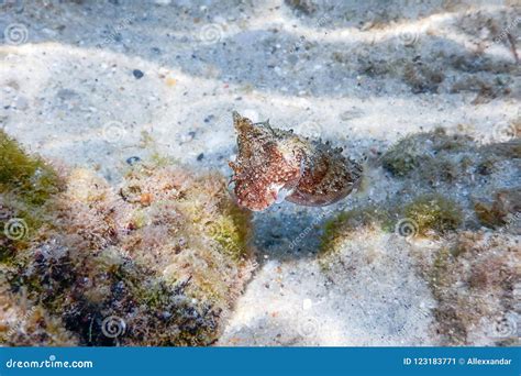 Cuttlefish Camouflage. Cuttlefish Swimming Underwater Stock Image - Image of coral, animals ...