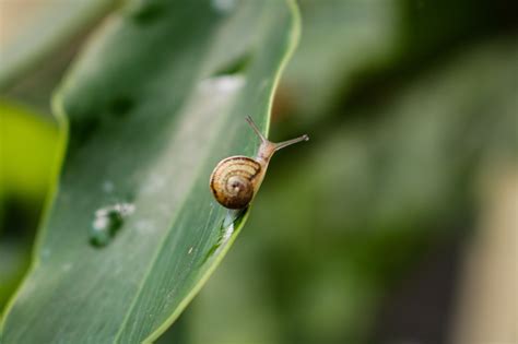 A reason to track your backyard snails - The University of Sydney