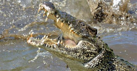 Crocodile Death Roll: Everything you Wanted to Know - AZ Animals