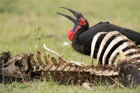 The Southern Ground Hornbill is the largest species of hornbill Stock ...