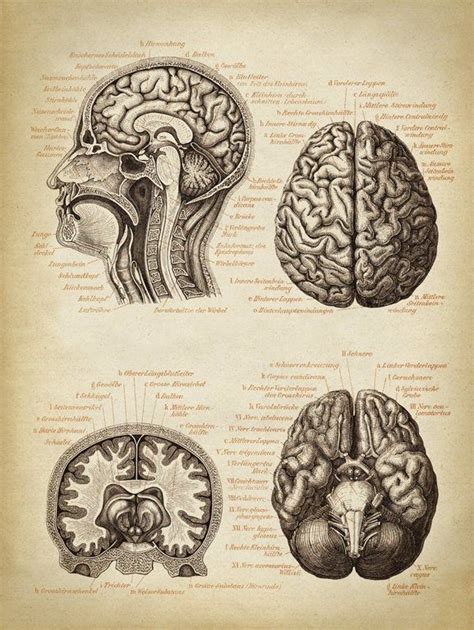 Brain Anatomy POSTER Brain Chart Scientific Illustration - Etsy ...