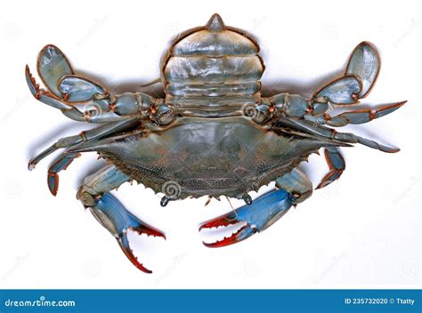 Blue Crab Alive Claws Stock Photos - Free & Royalty-Free Stock Photos from Dreamstime