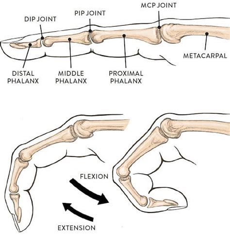 Ellipsoid Joints: Anatomy, Movement, Ellipsoidal Joint Location