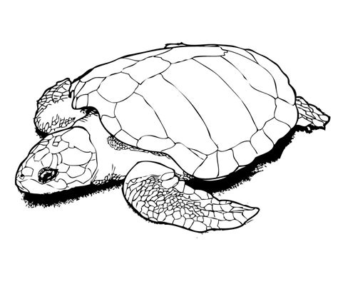 Red Eared Slider Turtle Coloring Pages | K5 Worksheets