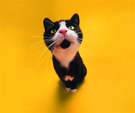 Funny Kitten Wallpaper and Screensavers - WallpaperSafari