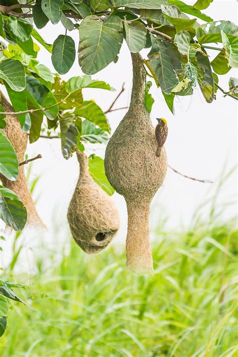 Baya weaver bird nest stock photo. Image of weavers, nest - 27486674