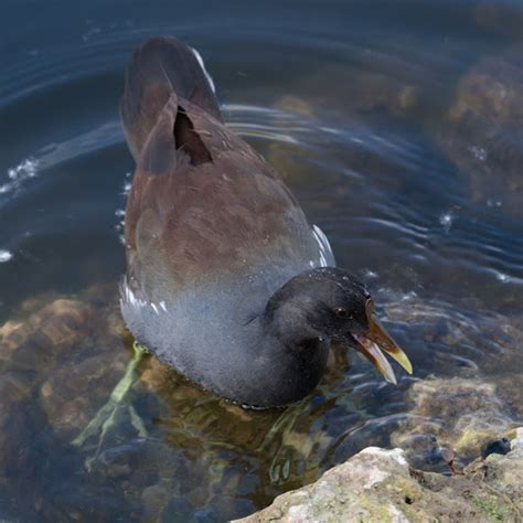 Common Gallinule | Project Noah