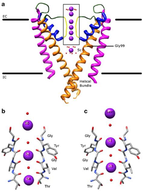 Voltage-gated potassium channels (K v ) | Introduction | BPS/IUPHAR Guide to PHARMACOLOGY