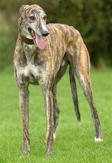 Dog Files Fact: Greyhound - Dog Files