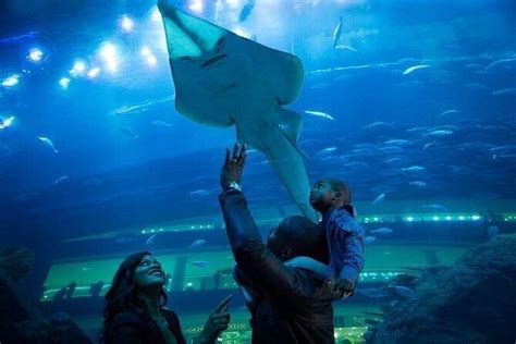 Dubai Aquarium With Glass Bottom Boat Tour