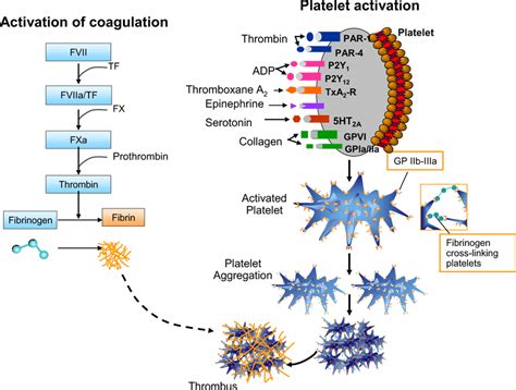 Underlying mechanism of thrombosis. Activation of the coagulation ...