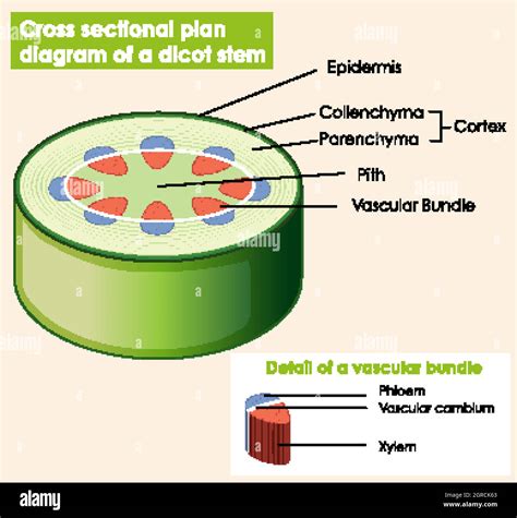 Herbaceous Dicot Stem Showing The External Features