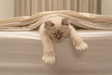 Why does my cat wake me up so early, and what can I do about it? - IPE Club